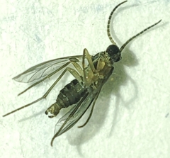 Sciaridae