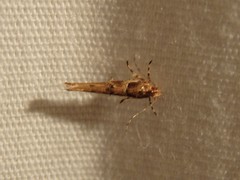 Anatrachyntis rileyi