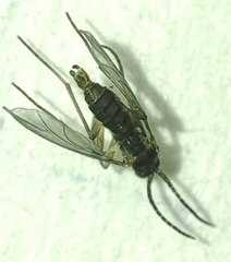 Sciaridae