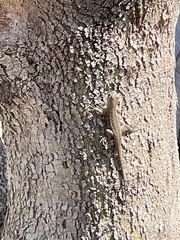 Sceloporus occidentalis