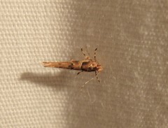 Anatrachyntis rileyi