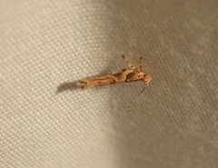 Anatrachyntis rileyi