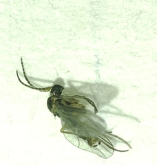 Sciaridae