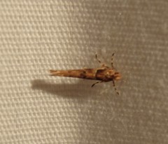 Anatrachyntis rileyi