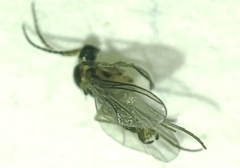 Sciaridae
