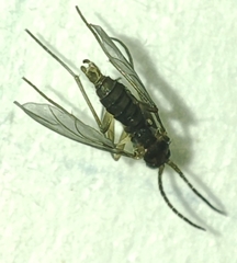 Sciaridae