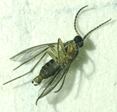 Sciaridae