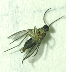 Sciaridae