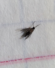 Sciaridae