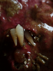 Bouchetriphora pallida