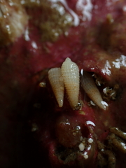 Bouchetriphora pallida