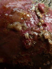 Bouchetriphora pallida