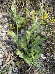 Tanacetum poteriifolium