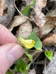 Viola eriocarpa
