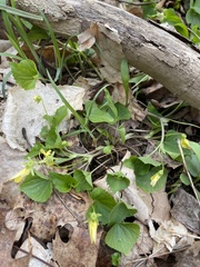 Viola eriocarpa