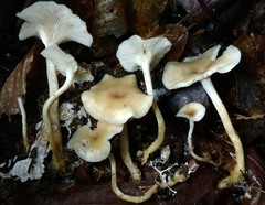 Clitocybe eccentrica