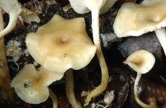 Clitocybe eccentrica