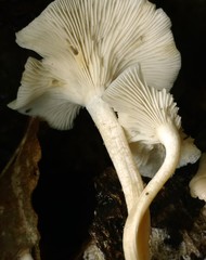 Clitocybe eccentrica