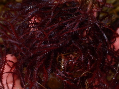 Vidalia colensoi