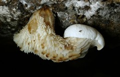 Lentinellus brunnescens