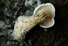 Lentinellus brunnescens