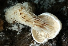 Lentinellus brunnescens