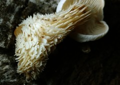 Lentinellus brunnescens