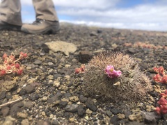 Mammillaria blossfeldiana