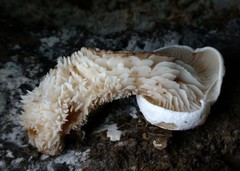 Lentinellus brunnescens