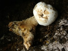 Lentinellus brunnescens