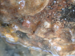Betaeopsis aequimanus