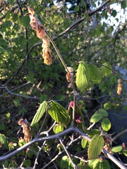 Corylopsis