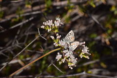 Euphilotes