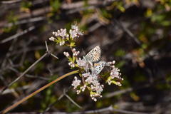 Euphilotes