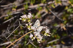 Euphilotes