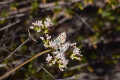 Euphilotes