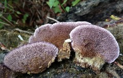 Trichaptum byssogenum