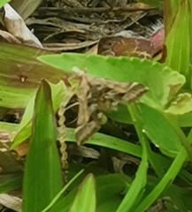 Diasemia accalis