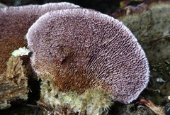 Trichaptum byssogenum