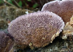 Trichaptum byssogenum