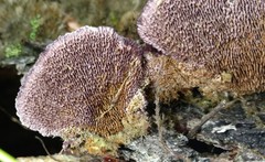 Trichaptum byssogenum