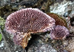 Trichaptum byssogenum