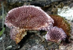 Trichaptum byssogenum