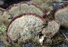 Trichaptum byssogenum