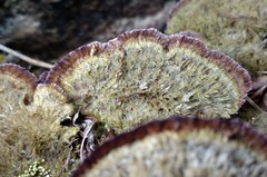 Trichaptum byssogenum