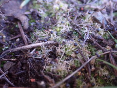 Fossombronia longiseta