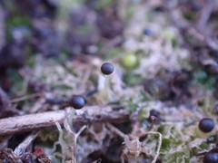 Fossombronia longiseta