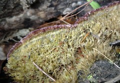 Trichaptum byssogenum