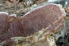 Trichaptum byssogenum