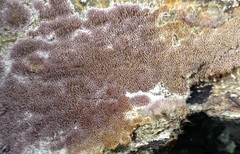 Trichaptum byssogenum